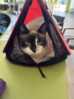 Siamese and Domestic Short Hair Cats Available for Adoption in Daytona Beach, Florida - Shimmers | PetCurious