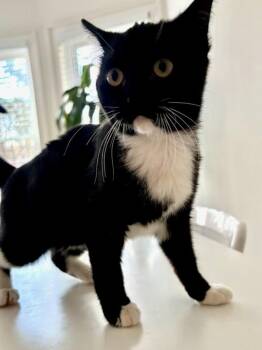 Domestic Short Hair Cats Available for Adoption - Scooter | PetCurious