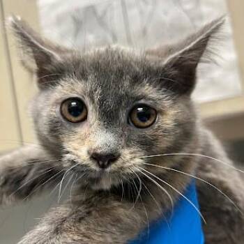 MARILYN -  Domestic Medium Hair Cat for Adoption in Las Vegas, Nevada - MARILYN | PetCurious