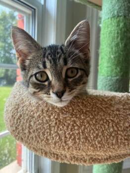 Gekko -  Domestic Short Hair Cat for Adoption in Arthur, Ontario - Gekko | PetCurious