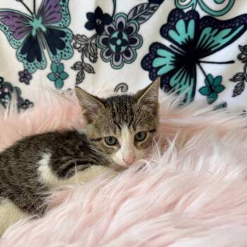 Doodles -  Domestic Short Hair Cat for Adoption in Riverwoods, Illinois - Doodles | PetCurious