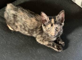 SPECKLES -  Domestic Short Hair Cat for Adoption in Omaha, Nebraska - SPECKLES | PetCurious