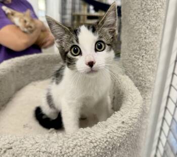 Tabby Cats Available for Adoption in Westlake Village, California - Smudge | PetCurious