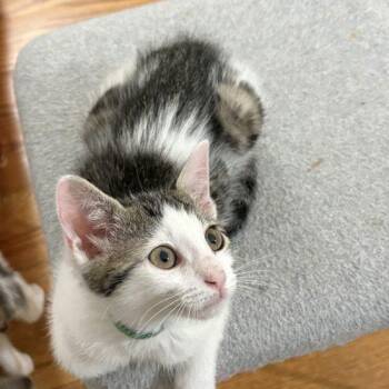 Dorado -  Tabby and Domestic Short Hair Cat for Adoption in Knoxville, Tennessee - Dorado | PetCurious