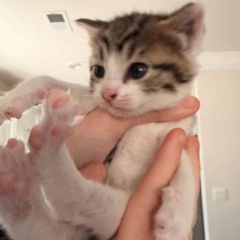 Domestic Short Hair Cats Available for Adoption in Inman, South Carolina - Trixie | PetCurious