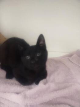 Domestic Short Hair Cats Available for Adoption in Oxford, North Carolina - Bobby | PetCurious