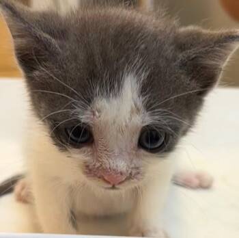 BUCKY -  Domestic Short Hair Cat for Adoption in Elizabethton, Tennessee - BUCKY | PetCurious