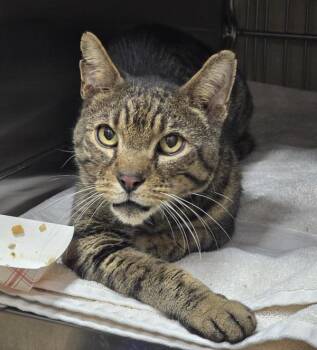 Pip -  Domestic Short Hair Cat for Adoption in Vancouver, Washington - Pip | PetCurious