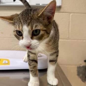 Planet Fitness -  Domestic Short Hair Cat for Adoption in Troy, Virginia - Planet Fitness | PetCurious