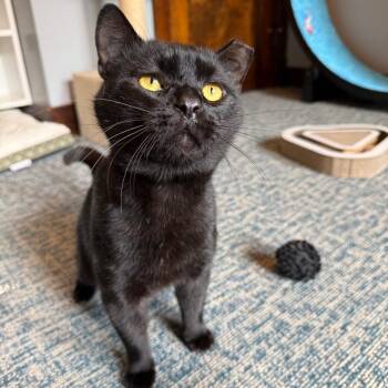 Ponzi -  Domestic Short Hair Cat for Adoption in Gibsonia, Pennsylvania - Ponzi | PetCurious