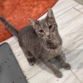 Domestic Short Hair Cats Available for Adoption in Philadelphia, Pennsylvania - Whinney | PetCurious