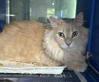 PUMPKIN -  Domestic Medium Hair Cat for Adoption in Westminster, Maryland - PUMPKIN | PetCurious