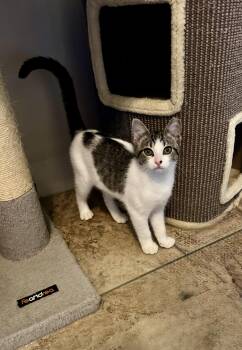 Sunshine -  Domestic Short Hair Cat for Adoption in Seven Valleys, Pennsylvania - Sunshine | PetCurious