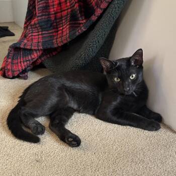 Rescue Domestic Short Hair Cats for Adoption in Gardiner, New York - Nellie Toast, Your Best Friend (and Neck-warmer) Who Loooves You | PetCurious