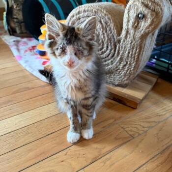 Thomas Miller -  Domestic Short Hair Cat for Adoption in Woodstock, Virginia - Thomas Miller | PetCurious