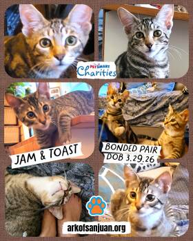 Toast and Jam -  Domestic Short Hair Cat for Adoption in San Juan Capistrano, California - Toast And Jam | PetCurious