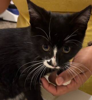 Rescue Domestic Short Hair Cats for Adoption in Elizabethton, Tennessee - GATOR | PetCurious