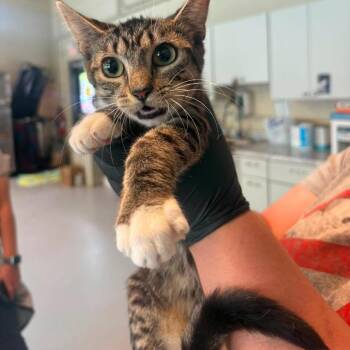 Onyz -  Domestic Short Hair Cat for Adoption in Huntington, West Virginia - Onyz | PetCurious