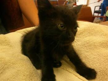 Domestic Short Hair Cats Available for Adoption in Ocala, Florida - A381630 | PetCurious