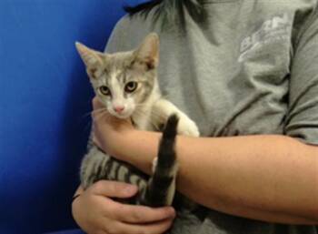 CARA -  Domestic Short Hair Cat for Adoption in Albuquerque, New Mexico - CARA | PetCurious