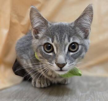 Domestic Short Hair and Tabby Cats Available for Adoption in Attalla, Alabama - World | PetCurious