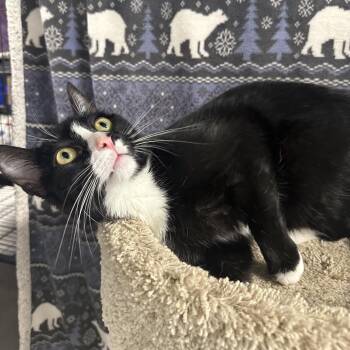 Neptune -  Domestic Short Hair Cat Available for Adoption in Puslinch, Ontario - Neptune | PetCurious