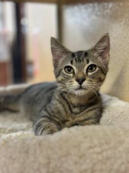 Kayak, Hamtaro and Savannah -  Domestic Short Hair Cat for Adoption in Fairfax, Virginia - Kayak, Hamtaro And Savannah | PetCurious