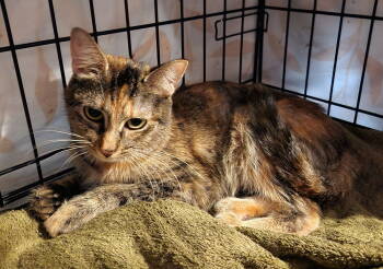 Rescue Domestic Short Hair Cats for Adoption in Crossville, Tennessee - Sparkle | PetCurious