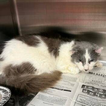 Domestic Long Hair Cats Available for Adoption in Pauls Valley, Oklahoma - Homelander | PetCurious