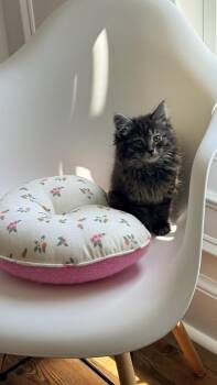 Biscuit -  Domestic Long Hair Cat Available for Adoption in Martinsburg, West Virginia - Biscuit | PetCurious