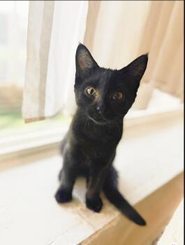 Rescue Domestic Short Hair Cats for Adoption in Courtenay, British Columbia - Marlow | PetCurious