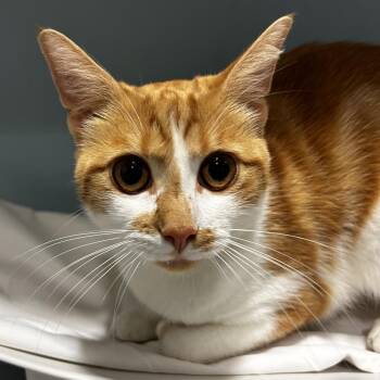 Odysseus -  Domestic Short Hair Cat for Adoption in Chattanooga, Tennessee - Odysseus | PetCurious