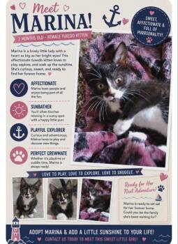 Marina -  Domestic Short Hair Cat for Adoption in Shrewsbury, Massachusetts - Marina | PetCurious