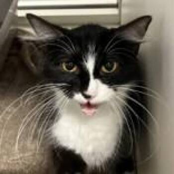 Francine -  Domestic Medium Hair Cat for Adoption in Hilliard, Ohio - Francine | PetCurious