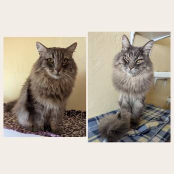 BO & HOPE - Bonded Pair -  Domestic Long Hair Cat for Adoption in Prescott, Arizona - BO & HOPE - Bonded Pair | PetCurious