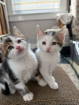 Rescue Domestic Short Hair Cats for Adoption in Nashville, Tennessee - Cinna + Strya (bonded Brothers) | PetCurious