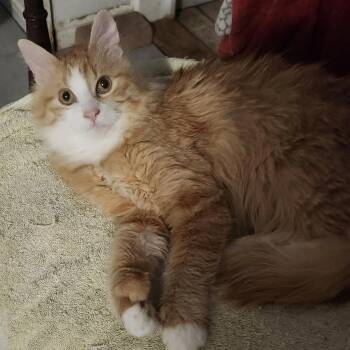 Domestic Long Hair Cats Available for Adoption - Jasper | PetCurious
