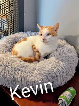 Rescue Domestic Short Hair Cats for Adoption in Schnecksville, Pennsylvania - KEVIN | PetCurious