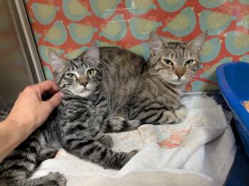 Romina and Alexi -  Domestic Short Hair Cat for Adoption in Worcester, Massachusetts - Romina And Alexi | PetCurious