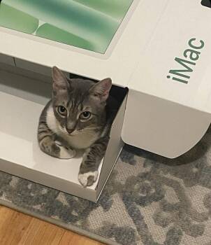 Domestic Short Hair Cats Available for Adoption - Arthur  | PetCurious