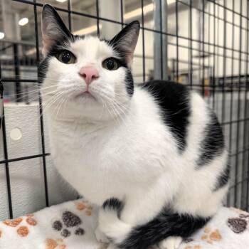 Athena -  Domestic Short Hair Cat for Adoption in Columbus, Ohio - Athena | PetCurious