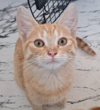 Julia -  Domestic Short Hair Cat for Adoption in Arthur, Ontario - Julia | PetCurious