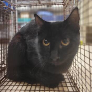 Rescue Domestic Short Hair Cats for Adoption in Lake Panasoffkee, Florida - 3 | PetCurious