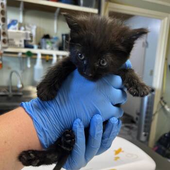 Beetle -  Domestic Medium Hair Cat Available for Adoption in Mt. Juliet, Tennessee - Beetle | PetCurious