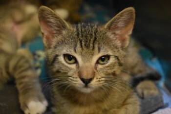 Chappell -  Domestic Short Hair Cat for Adoption in Kansas City, Missouri - Chappell | PetCurious