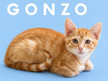 Gonzo (Courtesy Post) -  Domestic Short Hair Cat for Adoption in Rutherfordton, North Carolina - Gonzo (Courtesy Post) | PetCurious