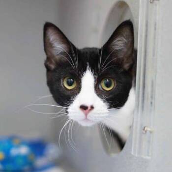 Cola -  Domestic Short Hair Cat for Adoption in Atlanta, Georgia - Cola | PetCurious