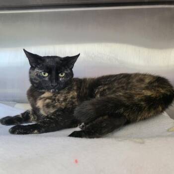 Tonya -  Domestic Short Hair Cat for Adoption in Fort Wayne, Indiana - Tonya | PetCurious