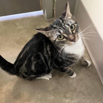 Domestic Short Hair Cats Available for Adoption in Chicago, Illinois - Aster | PetCurious
