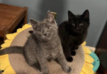 Sierra and Star -  Domestic Short Hair Cat for Adoption in Fairfax, Virginia - Sierra And Star | PetCurious